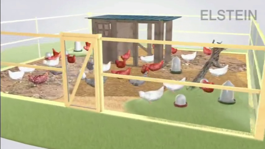 Elstein红外线加热器在家禽养殖中的应用
